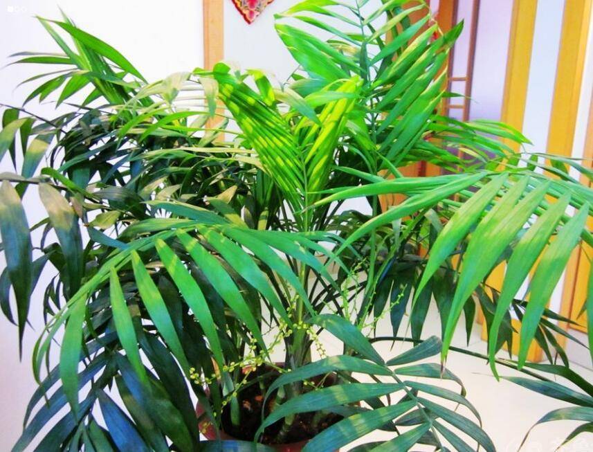 袖珍椰子客厅绿植怎么养,袖珍椰子在家里养有什么好处