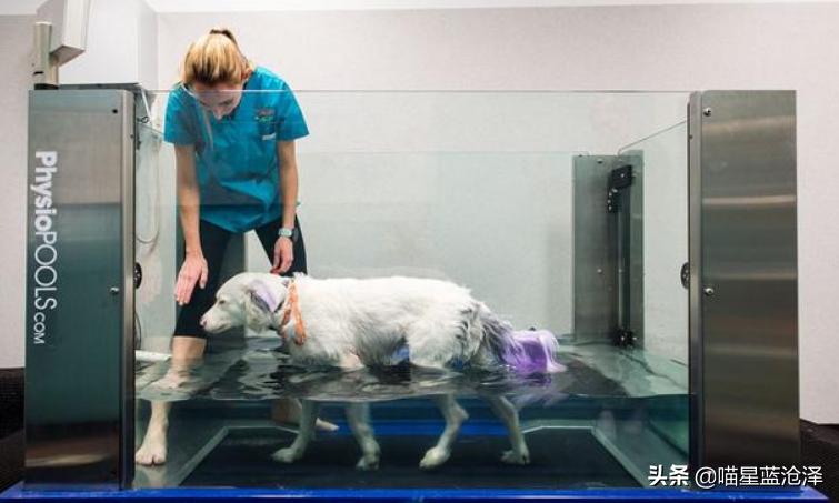 宠物spa的六大好处,宠物spa水疗