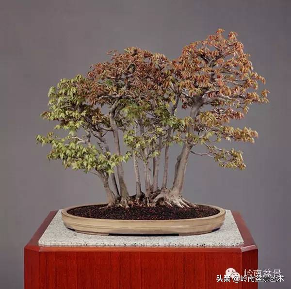 庭院树石盆景 (日式石头盆景布局)