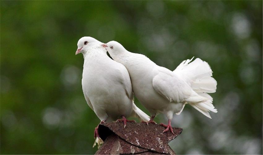 鸽子的养殖方法和注意事项和禁忌,鸽子的养殖技术与注意事项