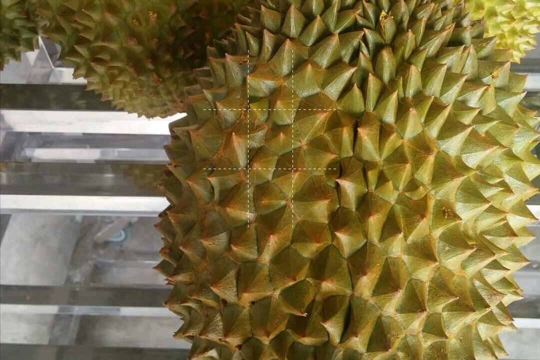 榴莲品种d13,泰国榴莲d197是什么品种