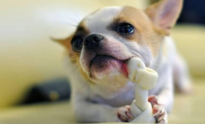 宠物狗体味重怎么办,狗狗体味大怎么去除最有效