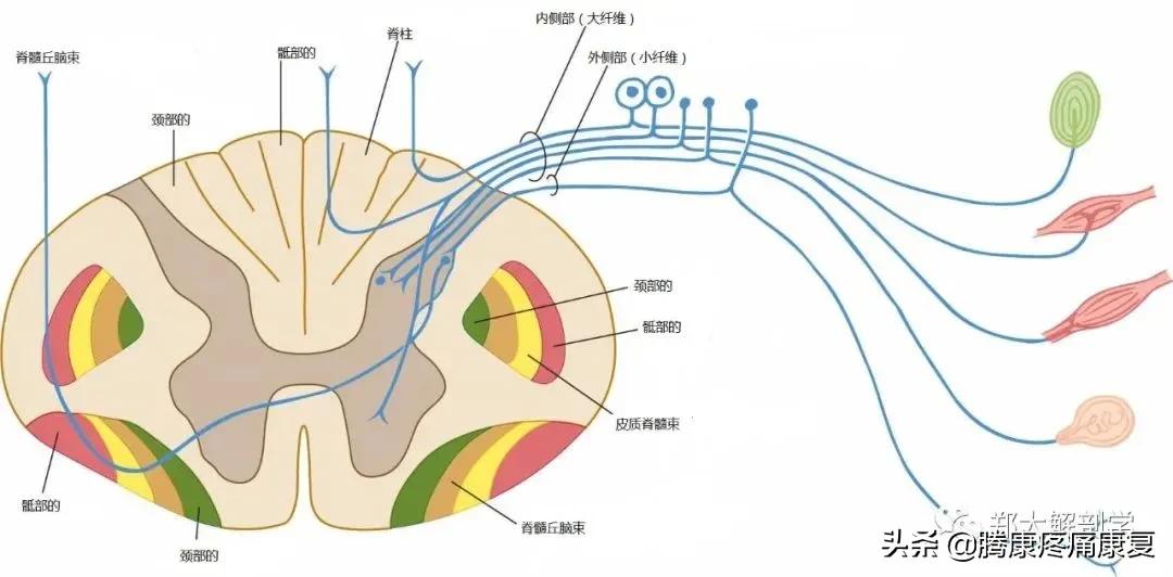 最全！脊神经系统汇总