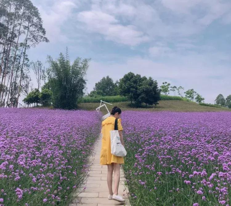 承包你的最美夏天！快来双流这个小普罗旺斯打卡