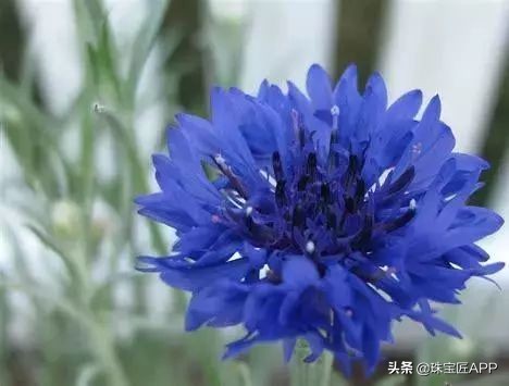 蓝宝石的知名产地有哪些,著名的蓝宝石产地在哪里