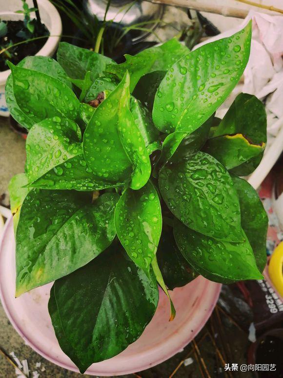 绿萝叶子尖发黑发黄怎么办,绿萝根部发黑叶子变黄怎么养