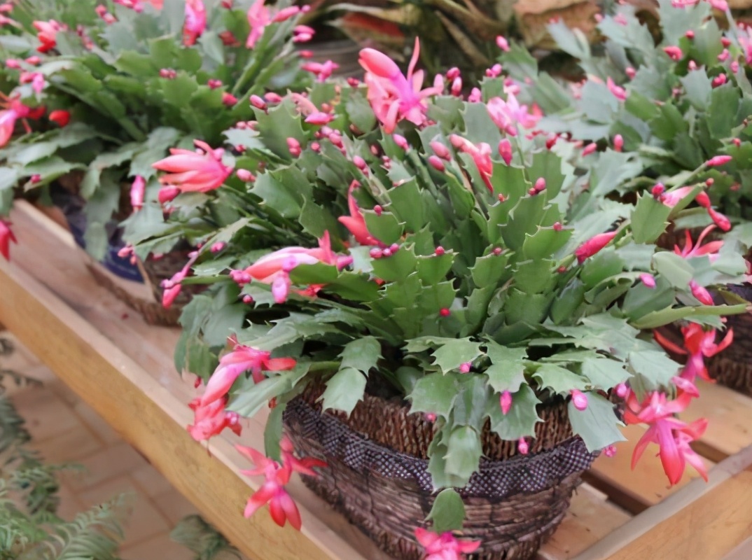 现在网上卖假花有市场吗,怎样卖假花卖得快