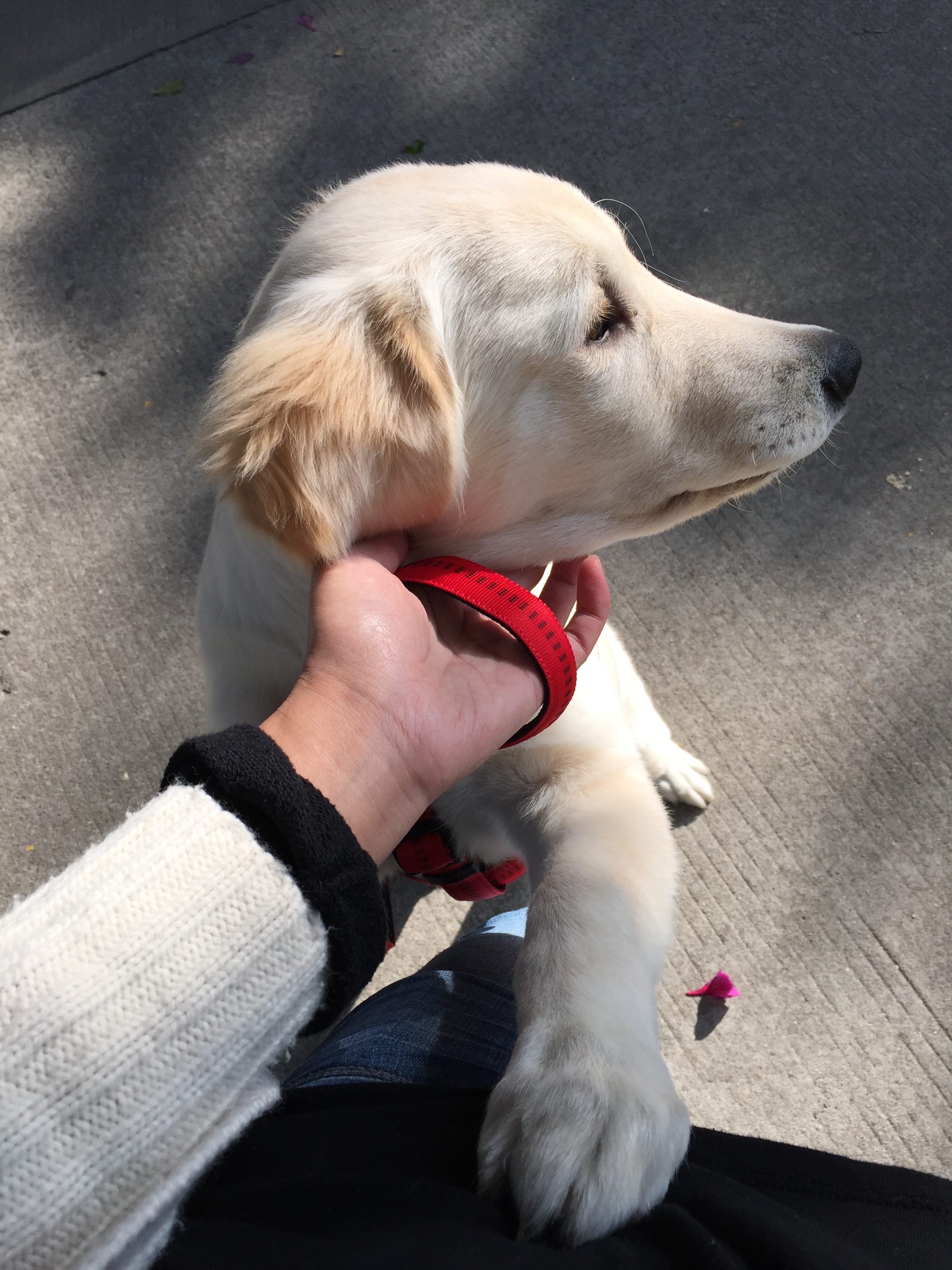 铲屎官用5年的踩雷经验来告诉你，初次养狗要注意的十个问题