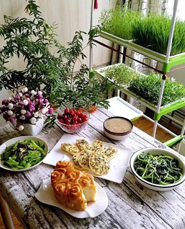 水培蔬菜家庭阳台种菜超简单,不用土在家种菜简单方法