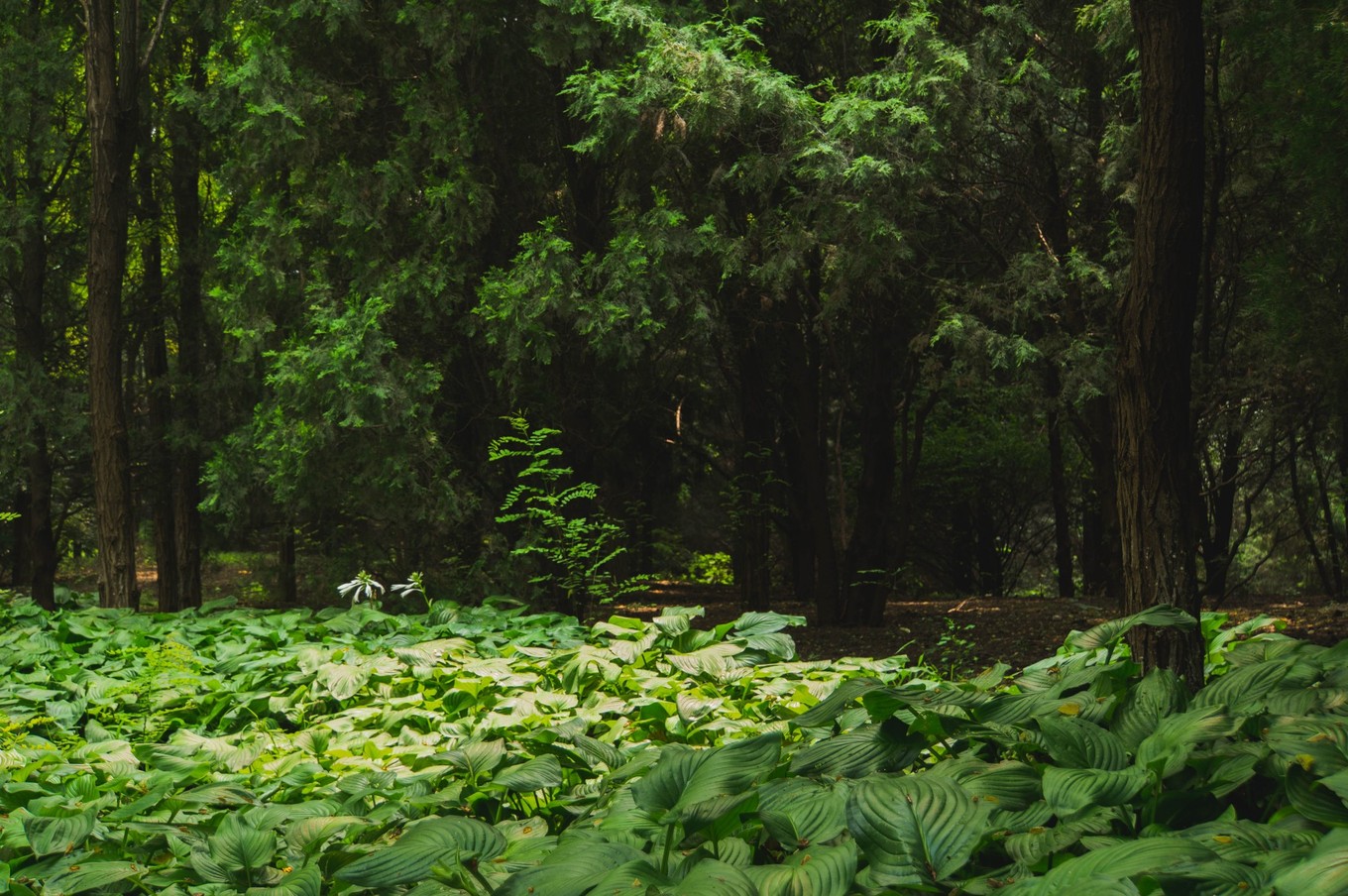 北京鸟巢值得一去吗,北京鸟巢旅游全景