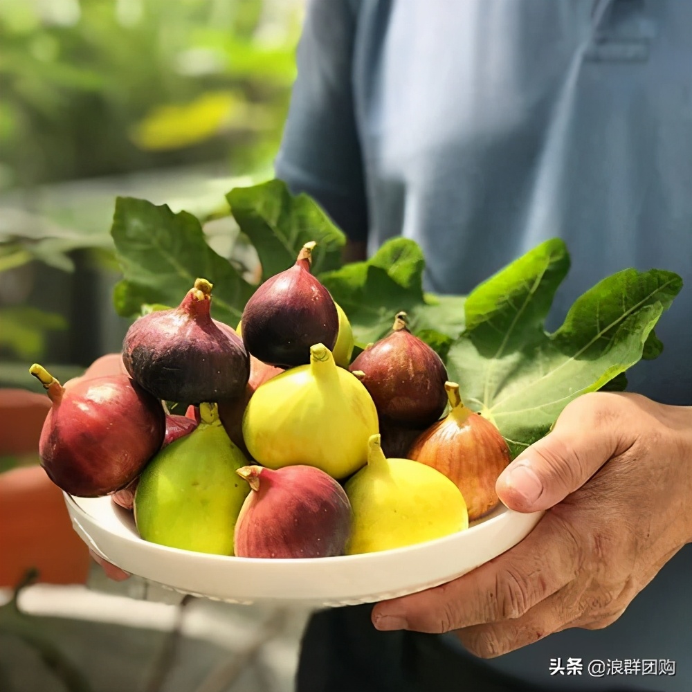 好吃无花果品种,丰产好吃的无花果推荐