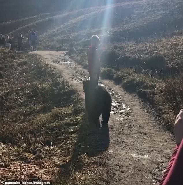 男子登山遇见黑熊还跟他打招呼,男子迷路走在山谷中见到黑熊