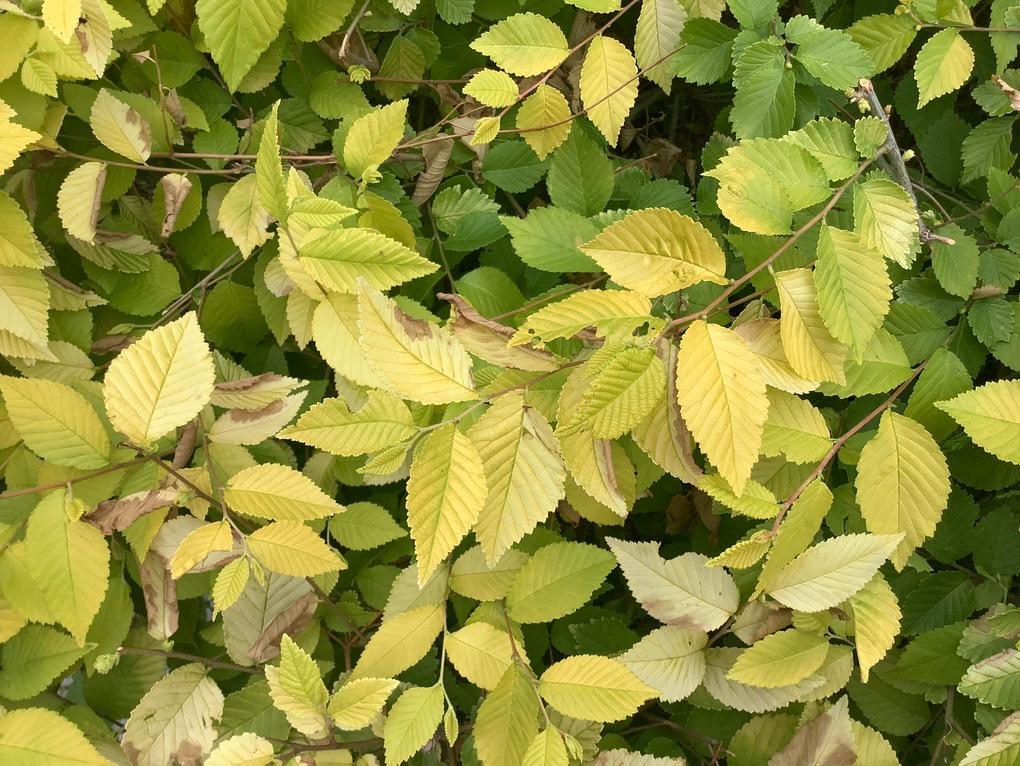 ipadmini5蜂窝版值得买吗,苹果平板mini5蜂窝版出门体验