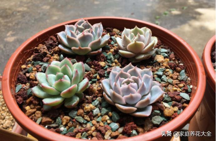 多肉不长根怎么办小妙招,多肉怎么快速养粗老桩