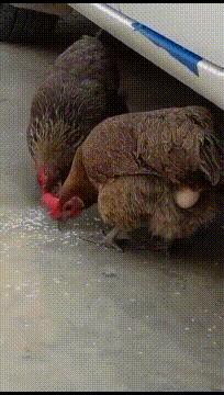 搞笑的冷笑话最好能笑死,非常搞笑的冷笑话大全