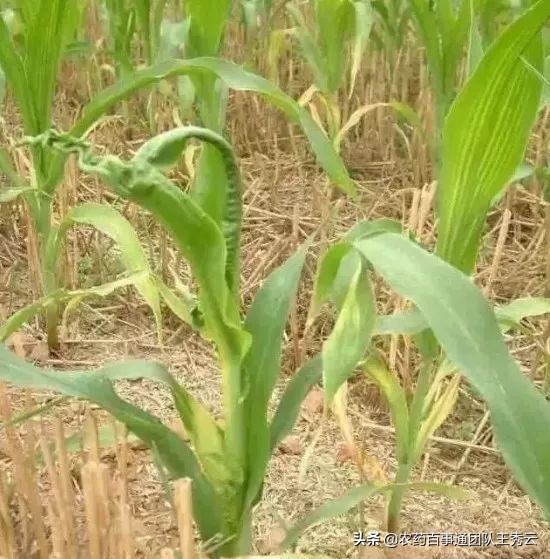 目前最好的除草剂成分有哪些,常用除草剂简介汇总