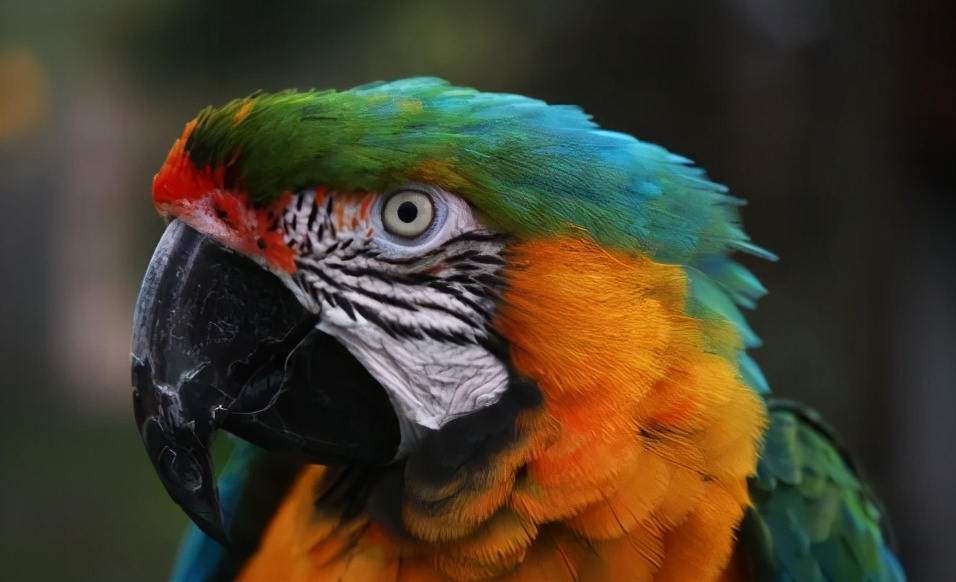 混种金刚鹦鹉就是人工培育的精品，这6种让人看了忘不了