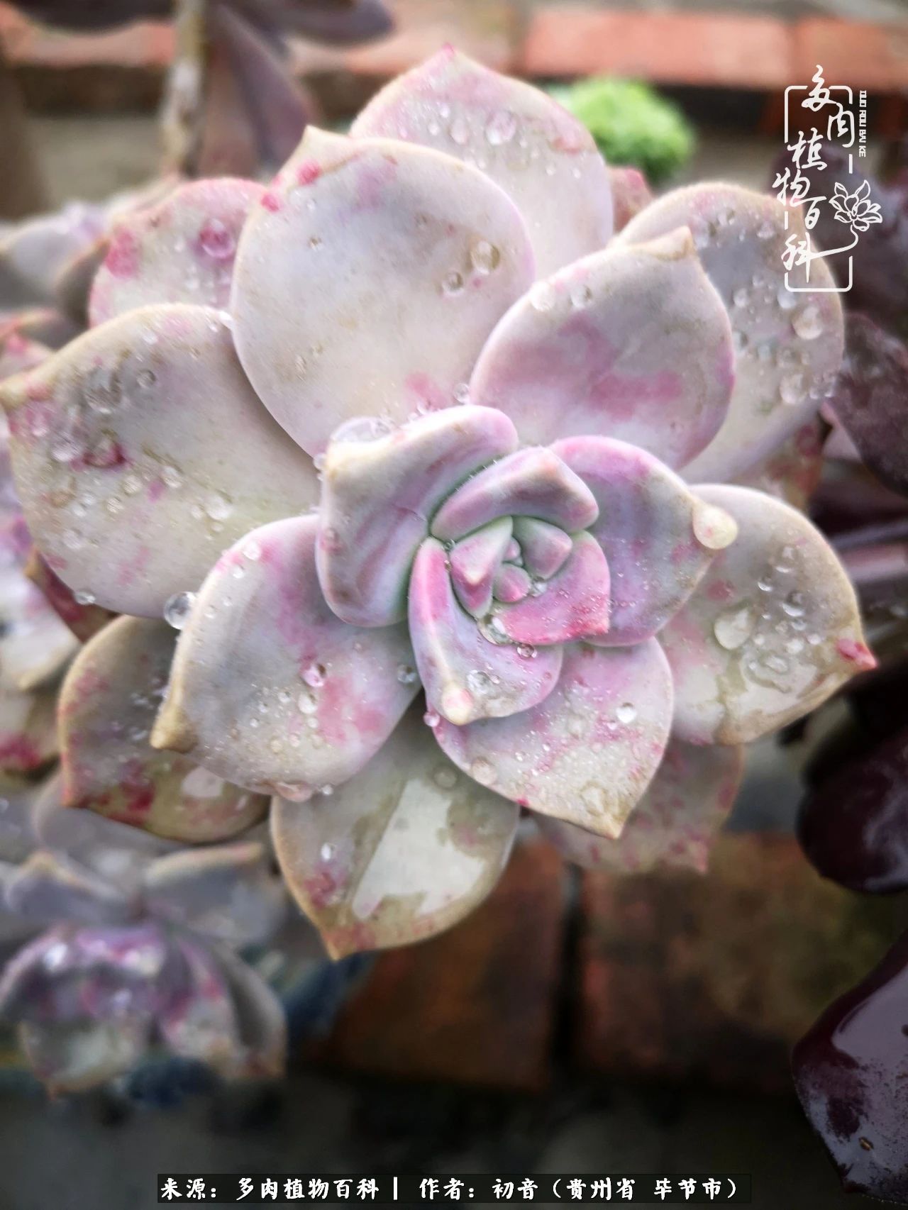 和多肉共度美好时光,与多肉一起成长