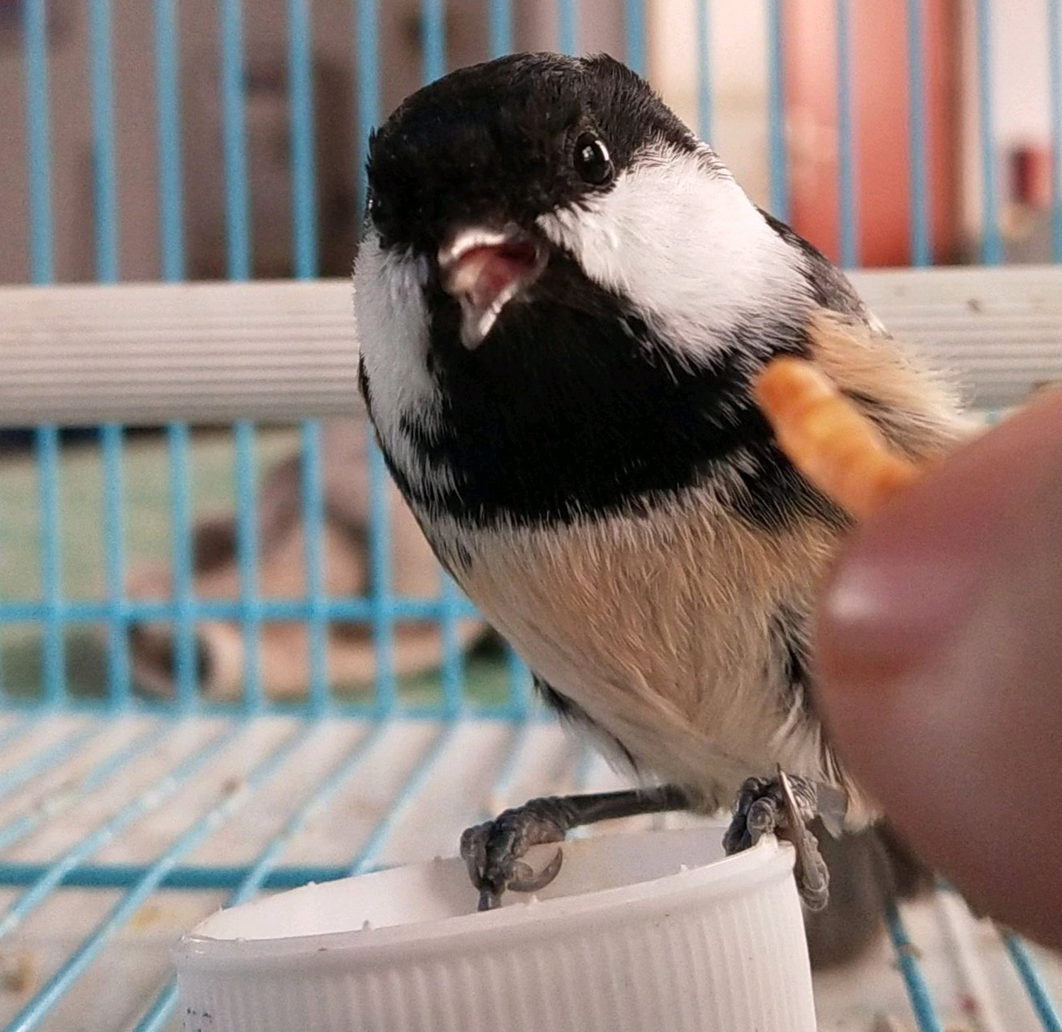 为什么养贝子鸟的多,冬季养贝子鸟的经验