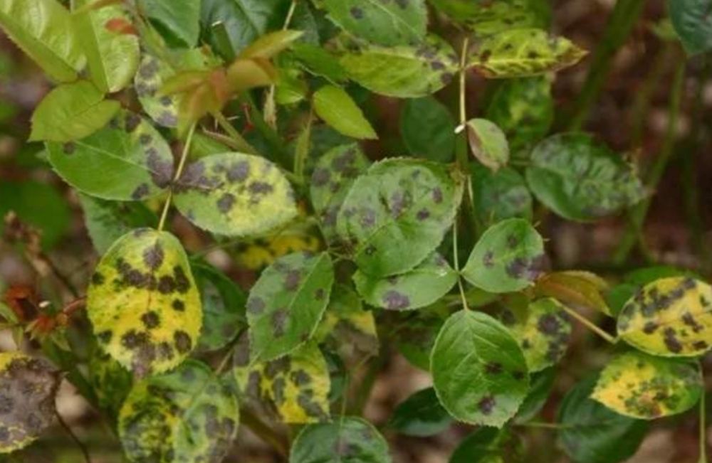 植物成了“光杆司令”，别轻言放弃，此法或可挽救