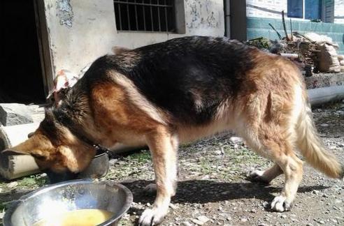 德国牧羊犬可怕吗,德国牧羊犬很危险建议最好不要养