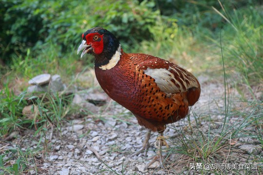 除了蝙蝠外的十二种野生动物,除了蝙蝠还有哪些野生动物不能吃