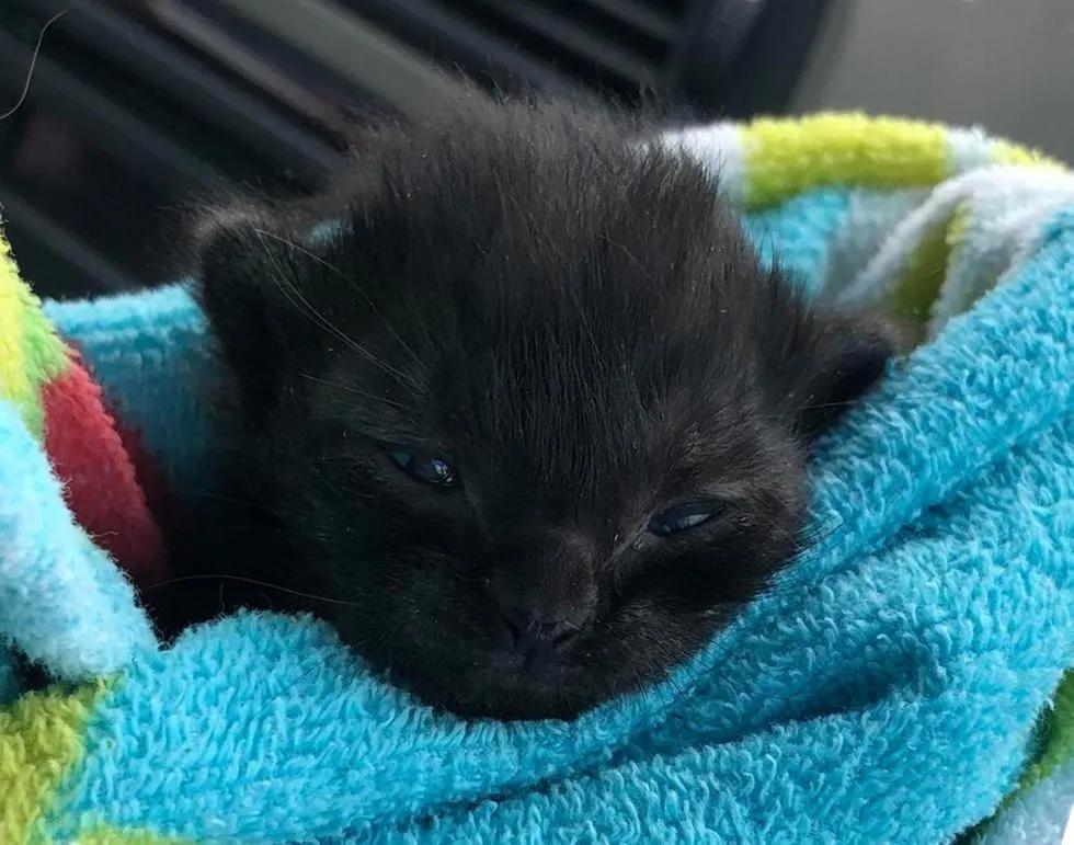 出生十天的小猫还会被母猫压死吗,出生的小猫被人扔了