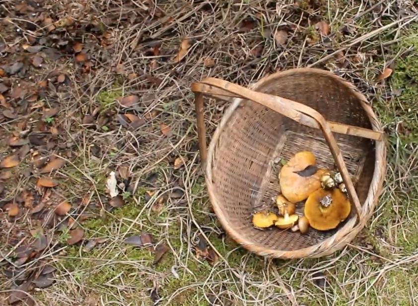 雨后特别多，云南叫它“滑肚子”，爆炒是美味，你认识吗？