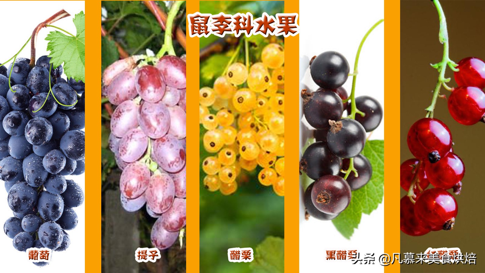 水果百科知识大全水果种类,水果种类大全水果如何分类