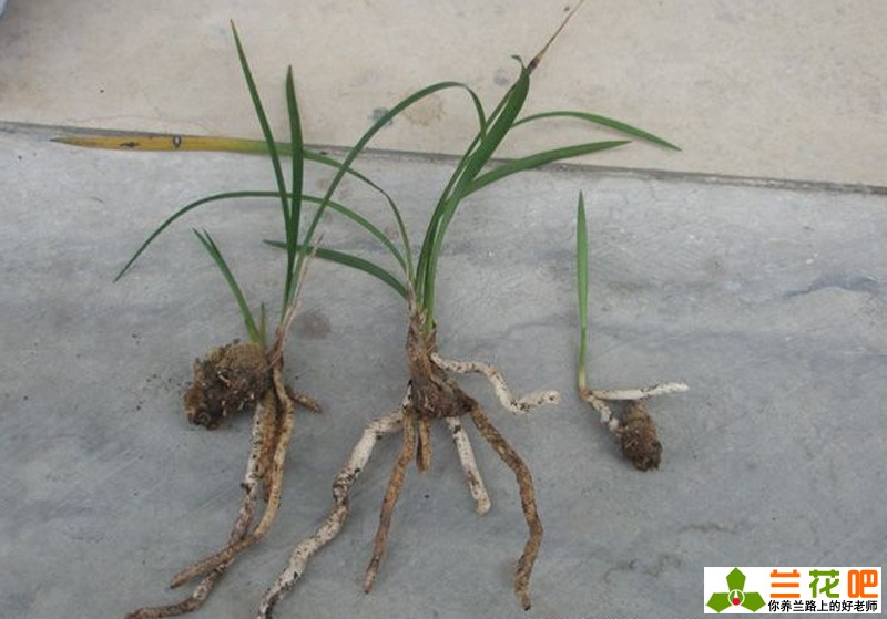 兰花老苗如何让它出新芽新根,兰花的兰根打散及栽培方法