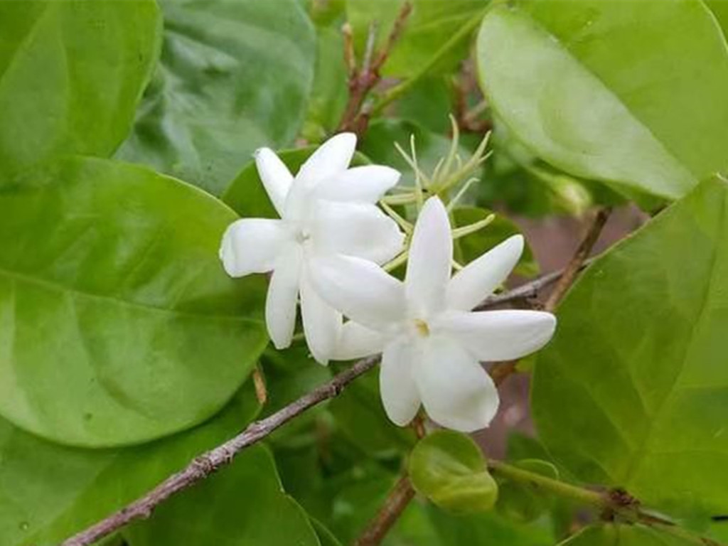茉莉花买哪种比较好,哪种茉莉花最值得养