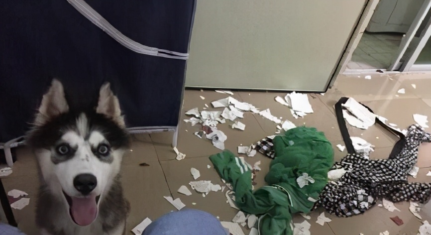 狗狗报复反被主人报复,狗狗会有报复心理吗