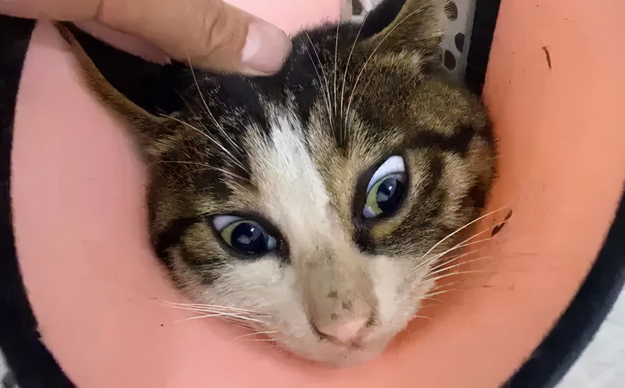 狸花猫背部受伤救助,狸花猫被主人打骨折