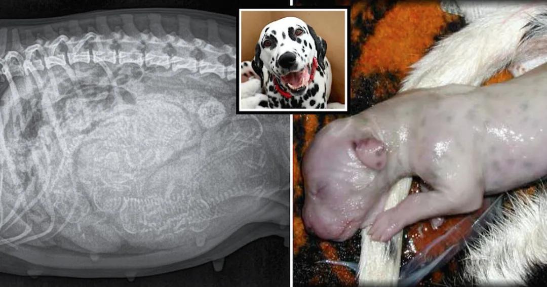 如何在家给狗狗拉毛,如何在家给狗狗补水