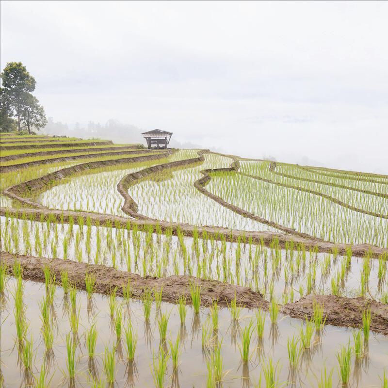 水稻旱种植技术视频,水稻种植的流程步骤