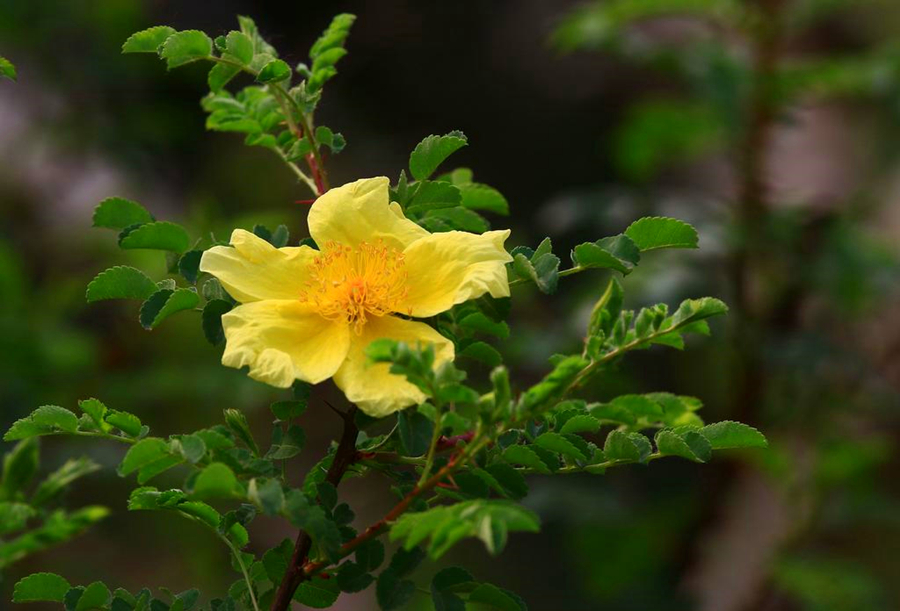 月季花有刺和无刺哪个好养,月季花还是三角梅好养