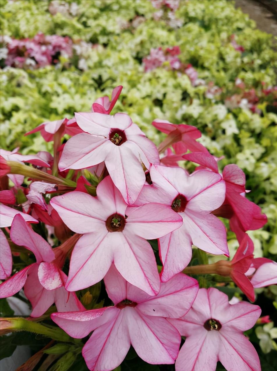 花卉绿植种植大全,温室常见的花卉