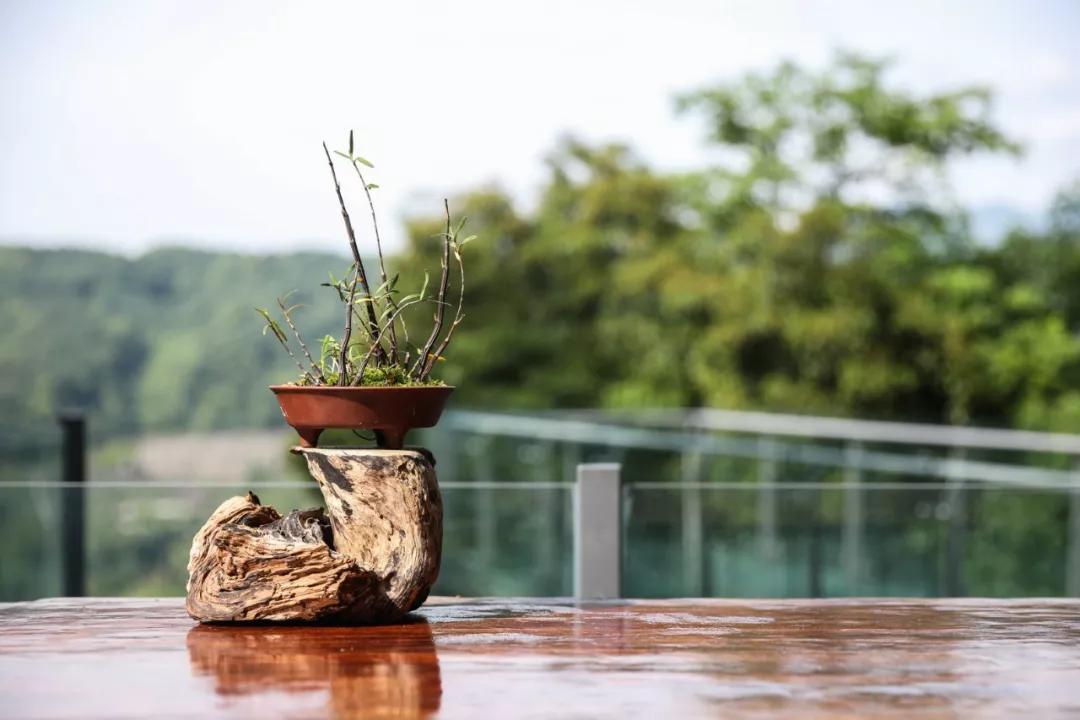 青城山别有洞天山居民宿,青城山肆禧山外民宿海拔