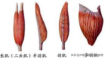 膝盖酸软无力补钙,膝关节无力是否需要补钙