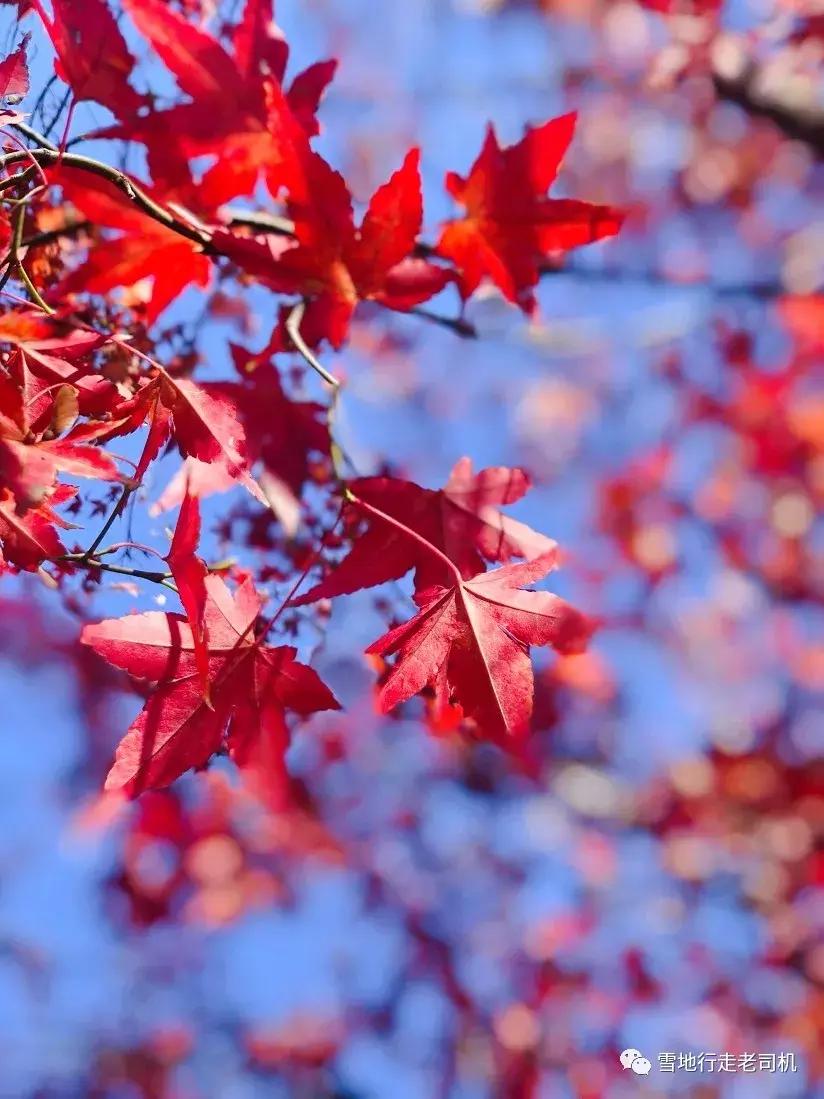 美物人间丨11月种草记之完美替代品,人生哪只有你?