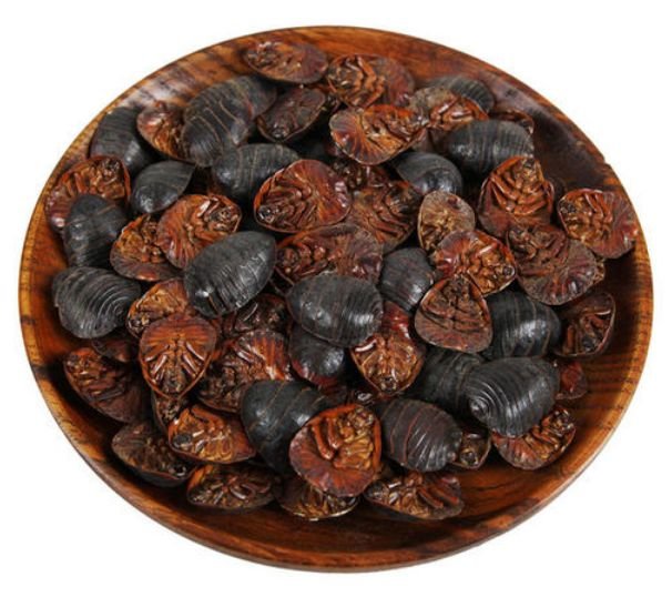 养殖土鳖虫回收,养殖土鳖虫成本多少