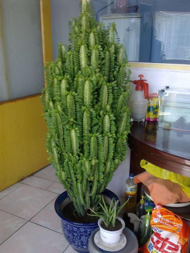 5种霸气花，个个“丑八怪”却吉利镇宅，丢在角落不管，一样爆棚