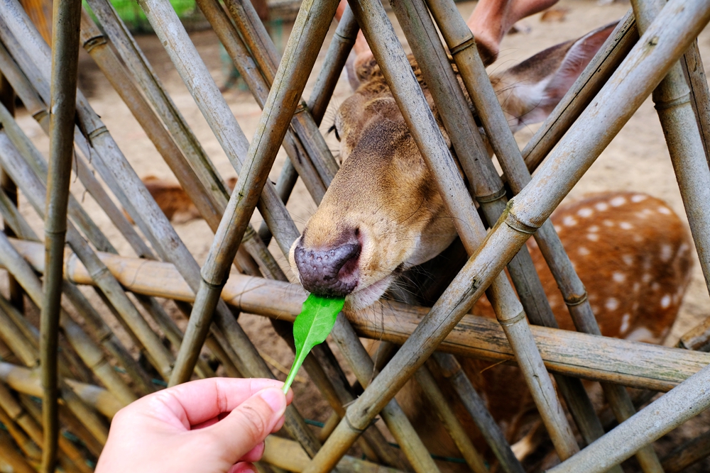 福建六鳌翡翠湾醉美沙滩,六鳌翡翠湾海滩