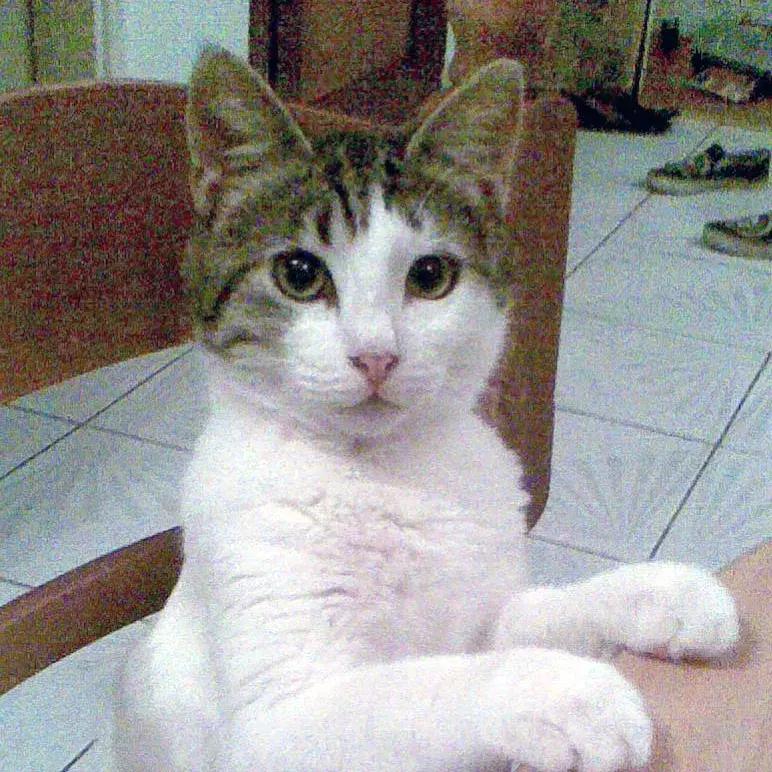 干货|西语英语傻傻分不清？你不是一个人