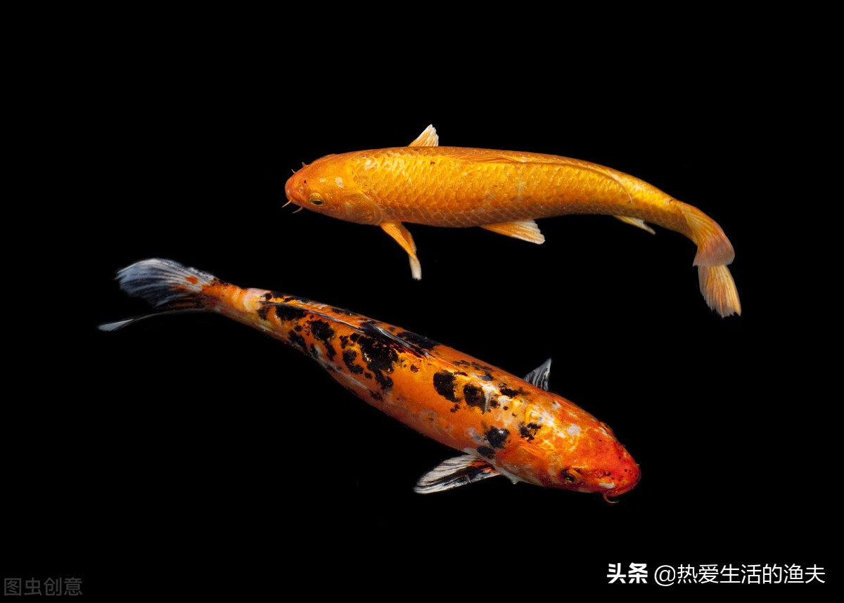 新买的锦鲤不浮上去吃食,锦鲤入缸一个月了不吃食