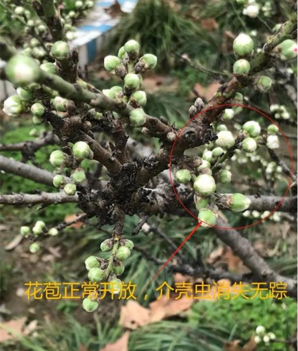 识别介壳虫,怎么判断介壳虫死活