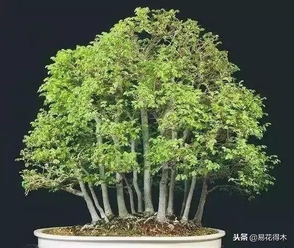 丛林式精品盆景欣赏,丛林盆景浅盆