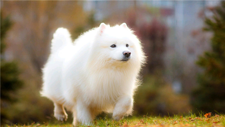 狗狗经常刨地怎么回事,狗狗频繁刨地