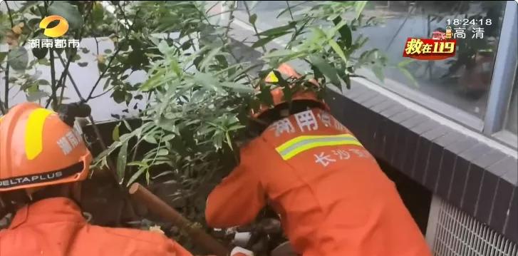 常年在垃圾桶旁边的蛇,垃圾桶里面有一条大蟒蛇