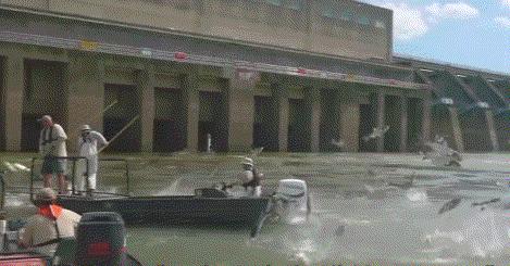 46厘米！18条金鱼引发美国人担忧，会像亚洲鲤鱼一样泛滥吗？